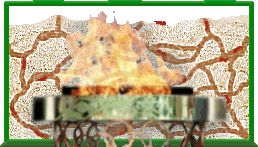 Click here to magnify your view on The Ant Farm and to continue.